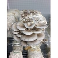 Ready To Grow Kit - Grey Oyster