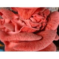 Ready To Grow Kit - Pink Oyster (Warm Climate)