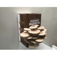 Ready To Grow Kit - Tan Oyster