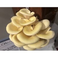 Ready To Grow Kit - Yellow Oyster 