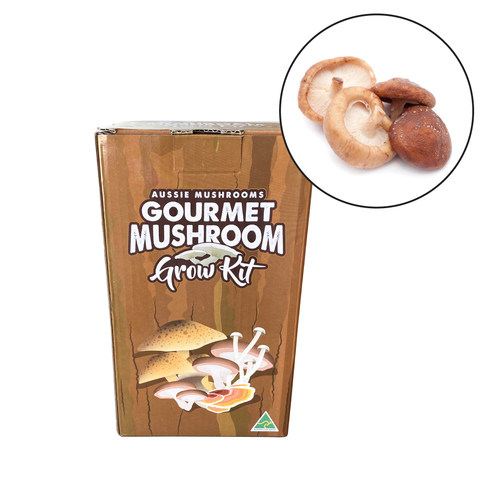 Aussie Mushroom - Ready To Grow Kit - Shitake