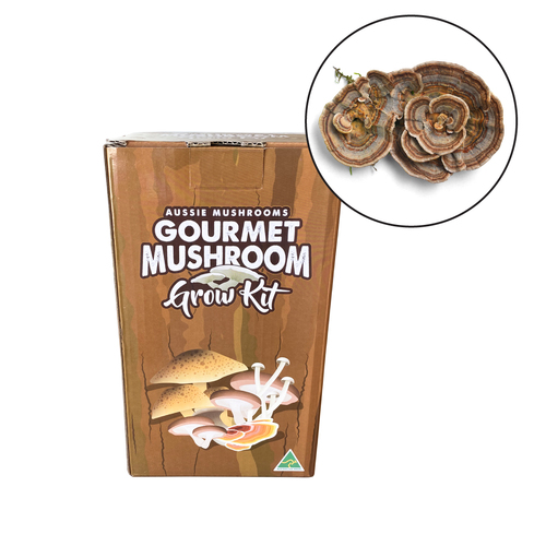 Aussie Mushroom - Ready To Grow Kit - Turkey Tail