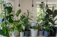 POTS & TRAYS