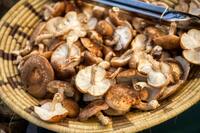 AUSSIE MUSHROOMS